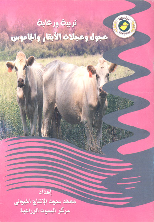 تربية ورعاية عجول وعجلات الأبقار والجاموس