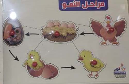 مراحل النمو ؛ للطيور