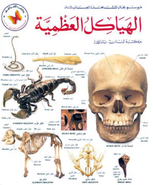 الهياكل العظمية