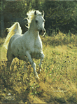 الحصان العربي الاصيل