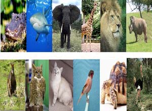 عالم الحيوانات:  مواطن بيئية - دورات الحياة - سلاسل غذائية - أخطار