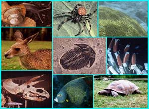 موسوعة الحيوان