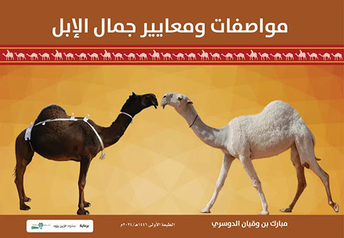 مواصفات ومعايير جمال الابل
